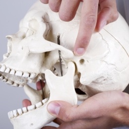 Hand pointing to the jaw joints on a skull